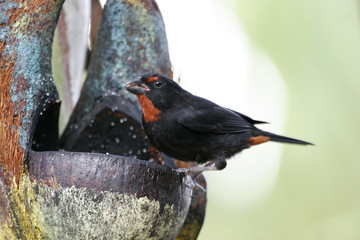 rouge gorge