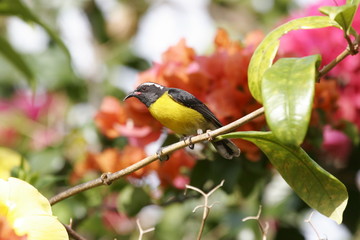 oiseau sucrier