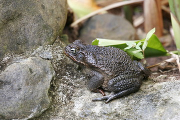 Naklejka premium crapaud buffle