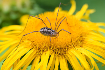 spider on flower bed of gold