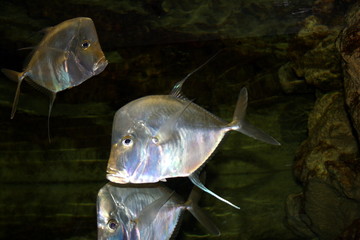 silber