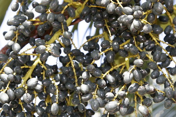 olive antillaise