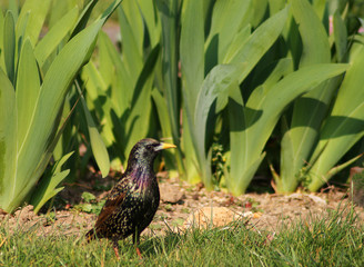 oiseau étourneau