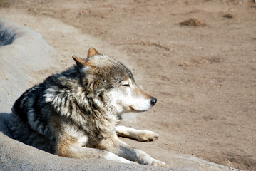 common wolf