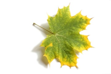 leaf