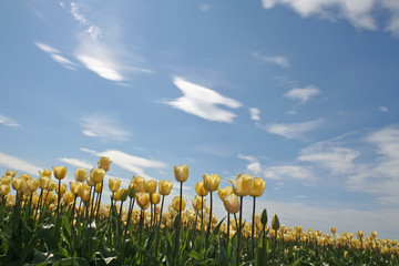 Obraz premium white tulips with dramatic clouds
