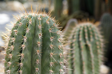 plenty of cactuses