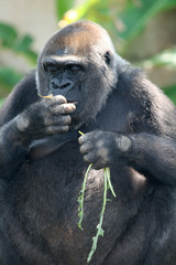 gorilla eating