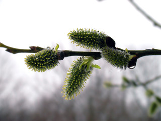 willow catkins © Alexey Kardakov
