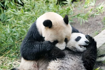 Tableaux ronds sur aluminium Panda ours panda