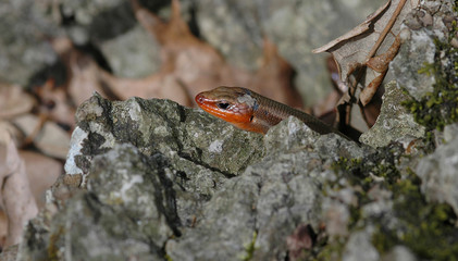 broadhead skink