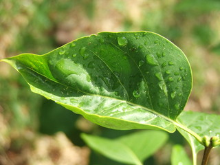 rain drops