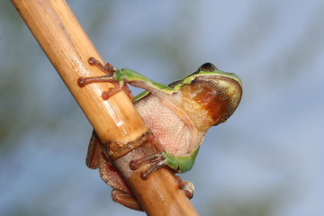 green frog