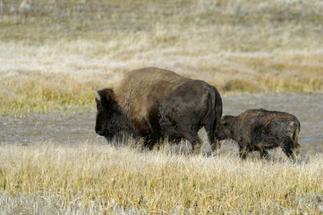 wild buffalo and young calf