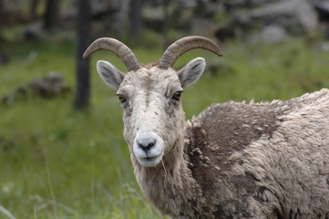 young mountain goat moulting