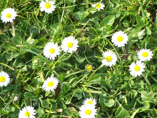 daisy daisy