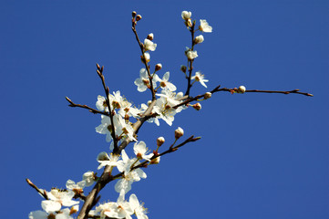 blossom