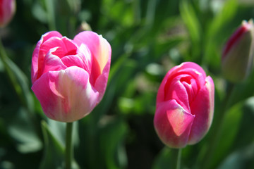 Naklejka premium two pink tulips