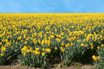 daffodil field