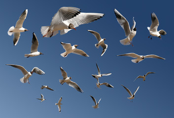 gulls isolated on blue