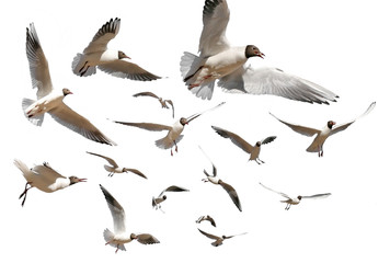 Fototapeta premium gulls isolated on white