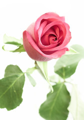 pink rose.