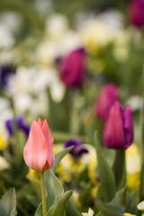 multicolor tulips