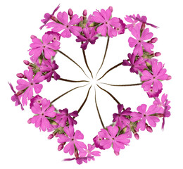 wreath out of pink primula isolated on white
