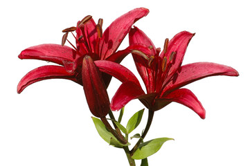 red lily isolated on white
