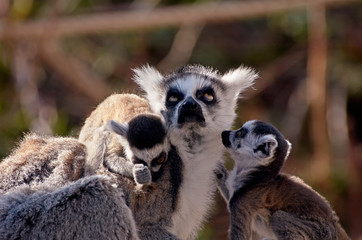 cute baby ring-tailed lemurs