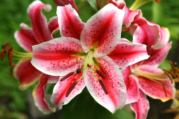 Fototapeta premium lily