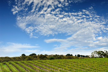 australian vineyard landscape
