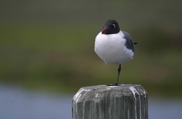 laughing gull