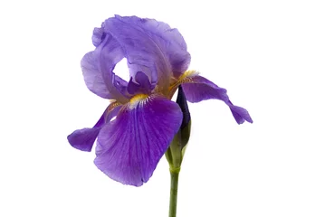 Acrylic prints Iris iris