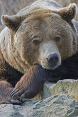 Fototapeta premium bär vii