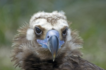 geier iii