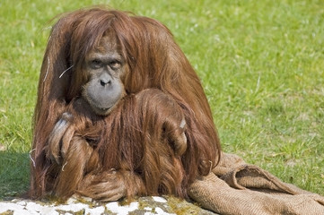 orangutan 4 © hornyteks