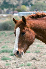 Fototapeta premium roan hammerhead