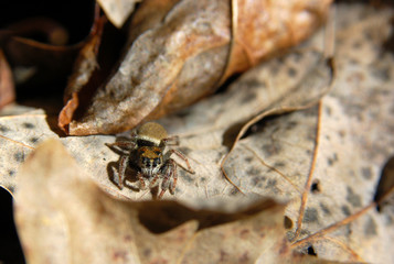 salticide - jumping spider