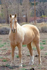 Fototapeta premium blondie