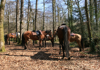 randonn&eacute;e &agrave; cheval