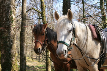 Fototapeta premium randonnée à cheval
