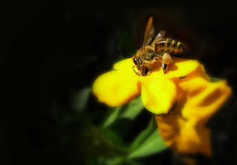 honey bee collecting pollen on yellow flower