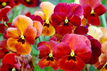 Foto op Plexiglas Viooltjes viooltje bloemen