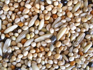 nourriture pour oiseaux