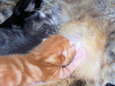 Nursing Kittens