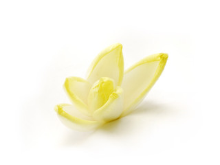 fleur d'endive 2