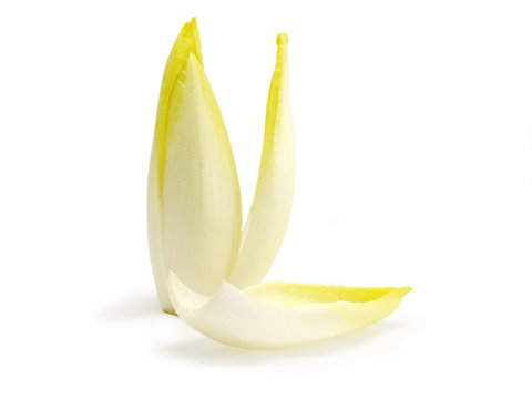 endive 1