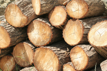 stacked wood