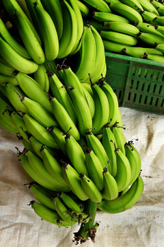 bananos platanos 3